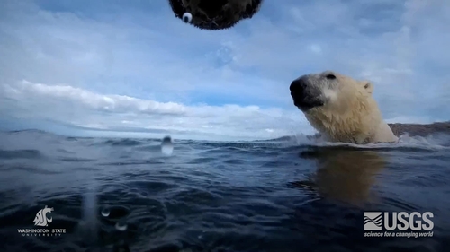 "북극곰, 바다 얼음 녹아 육지에 있는 동안 체중 하루 1㎏ 줄어"