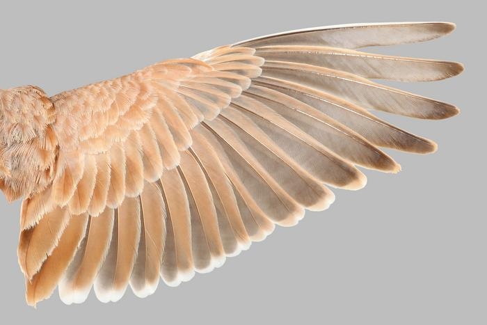 [사이테크+] "날 수 있는 새·공룡 날개엔 비대칭 주깃털이 9~11개"