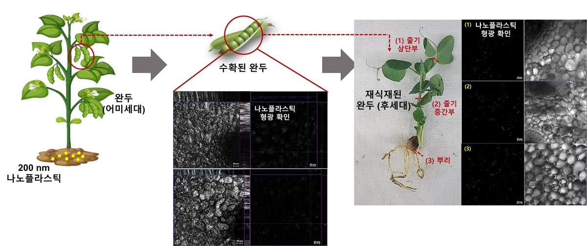 식물이 흡수한 미세 플라스틱, 열매 통해 후세대로 전달된다