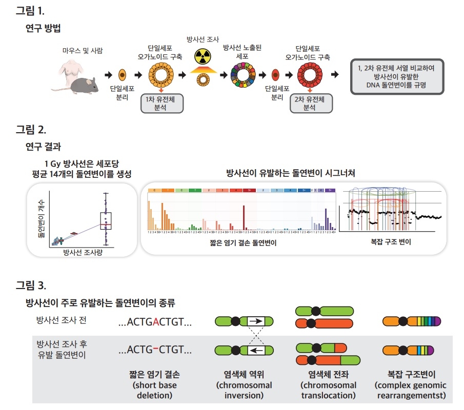 KAIST, 암 등 방사선 치료 유발 DNA 돌연변이 첫 규명