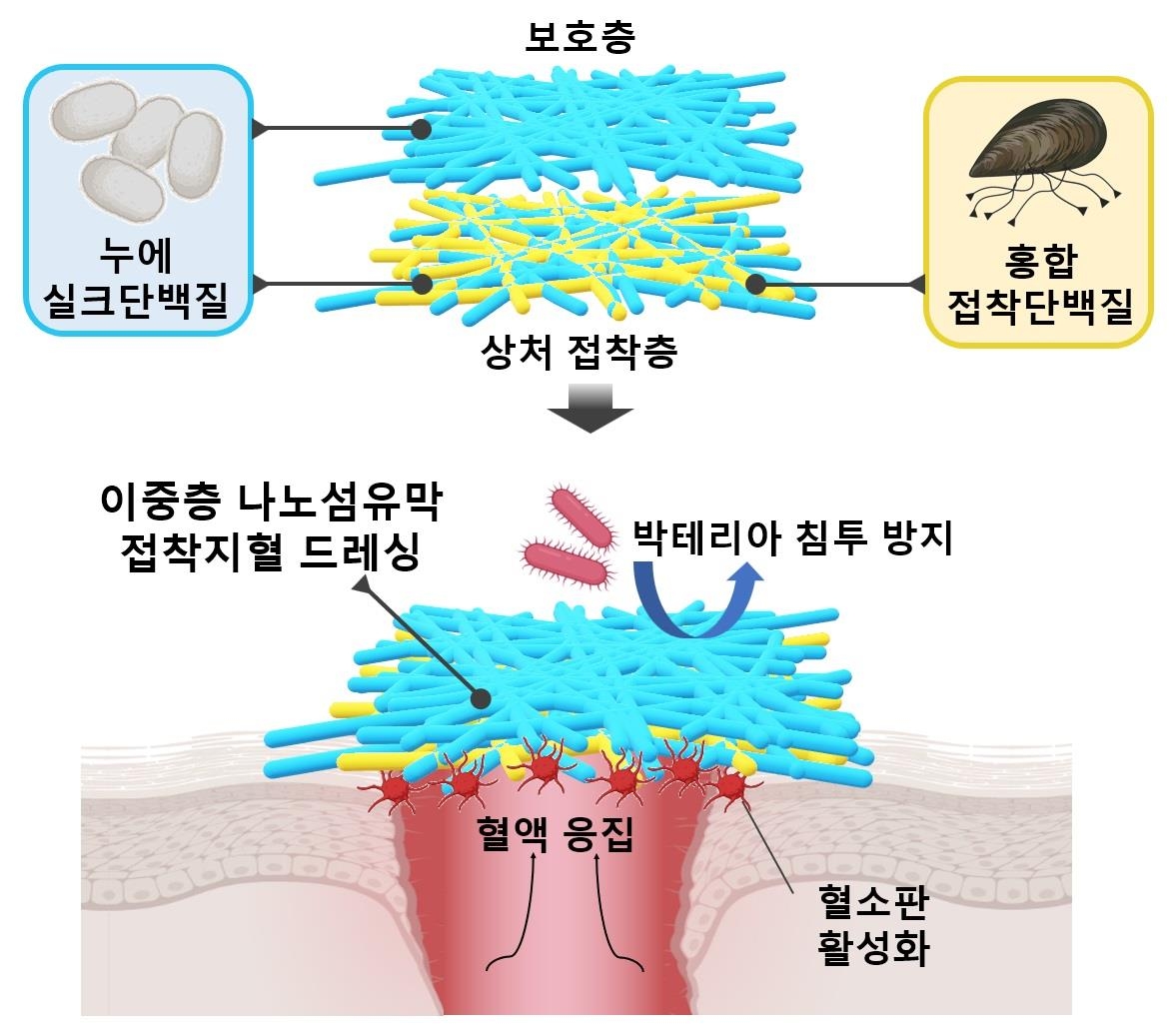 홍합+누에고치 단백질로 지혈제 개발…연구진 "효과 우수"