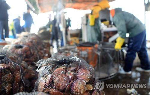 짭조름한 바다의 맛 가리비…경남서 전국 양식 생산량 95% 차지