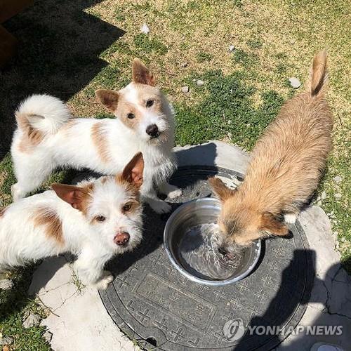 충북도 마당개 중성화 지원…인식칩 삽입 조건