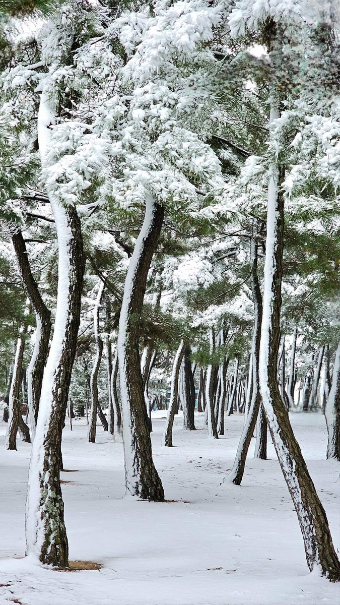 "동해안은 온통 눈꽃 세상"…은빛 설경 볼 마지막 기회