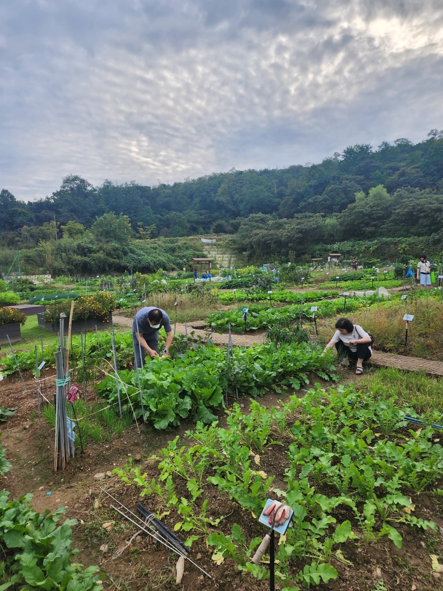 '나도 올 봄에는 도시농부' 관악구 친환경 도시텃밭 분양