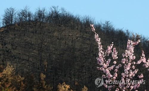 강원도, 축구장 면적 3천개 규모 봄철 조림사업 추진