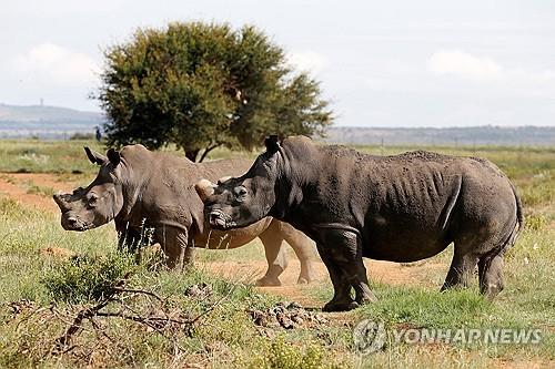 남아공 작년 코뿔소 499마리 밀렵당해…전년보다 11%↑