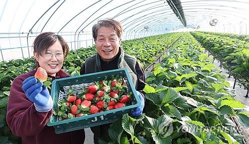 영남권 256개 하나로마트에서 '봄맞이 경남 농산물 기획전'