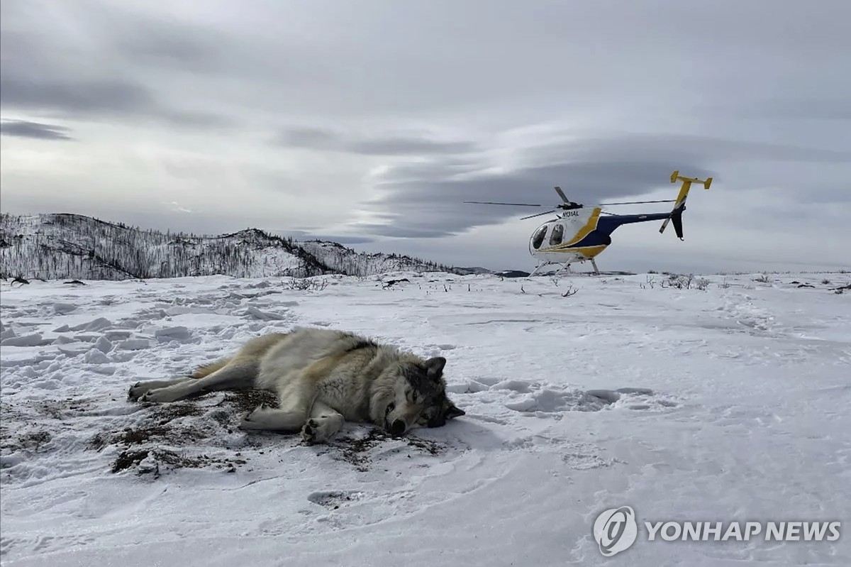 美 멸종위기 늑대 3마리 죽음에 제보 보상금 7천만원