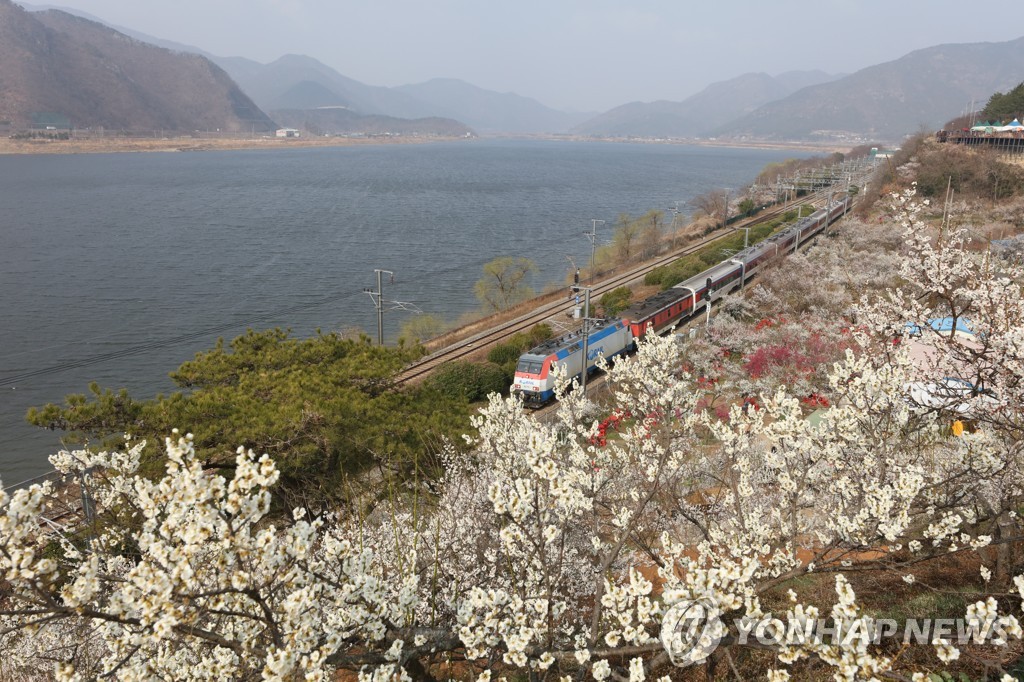 향긋한 미나리부터 화사한 매화·벚꽃까지…양산서 봄축제 풍성