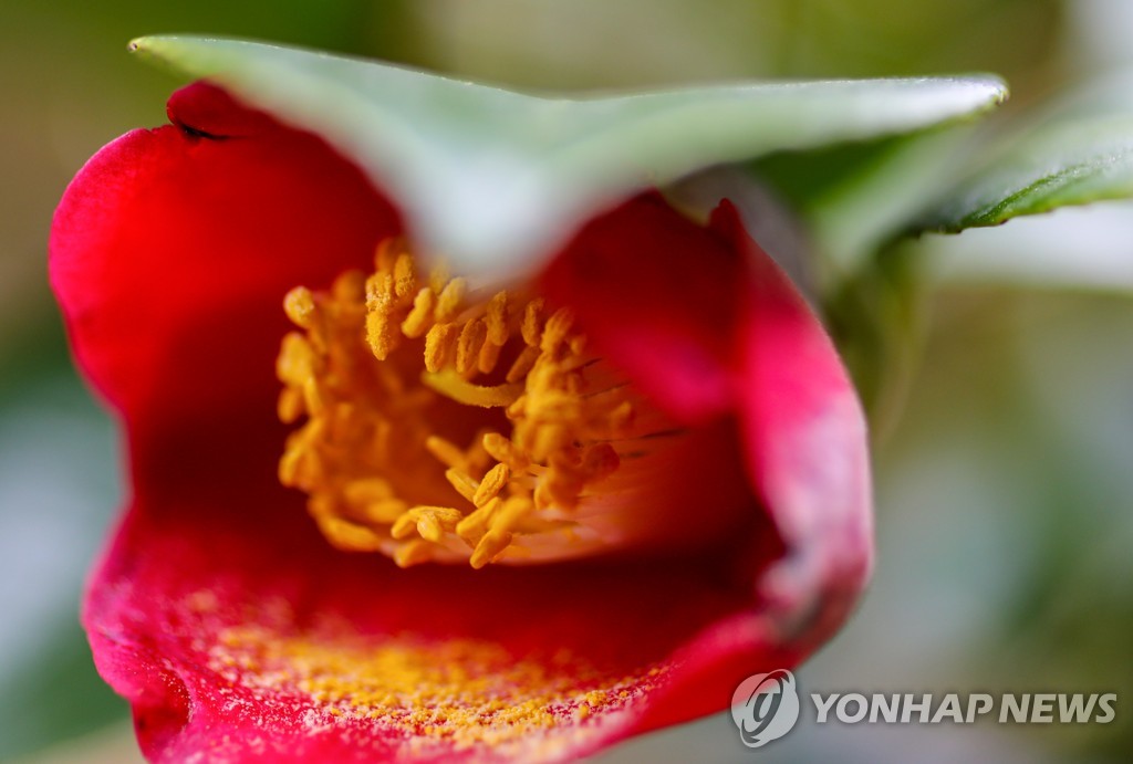 남녘 섬에 피어난 붉디붉은 동백…떨어진 꽃봉오리까지 운치