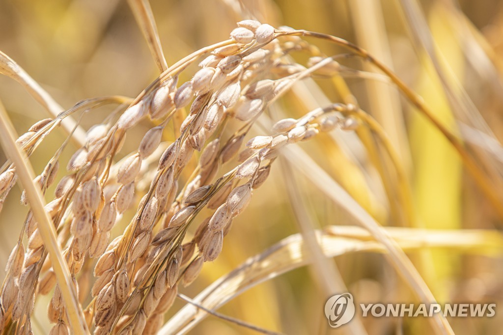 양구군, 고품질 쌀 생산 지원해 벼 재배 농가 경쟁력 높인다