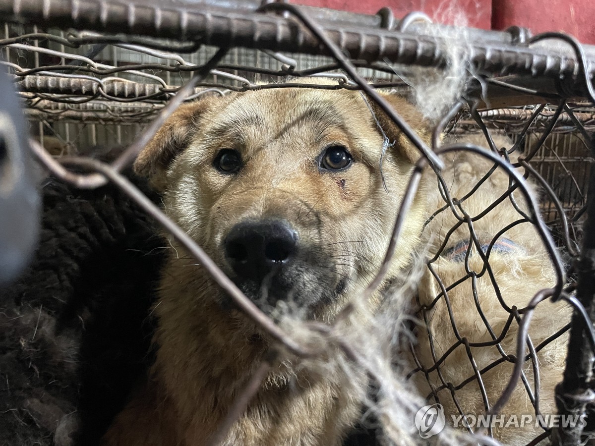 [삶] "한달 된 강아지, 펫숍에 끌려와 엄마 찾으며 우네요"