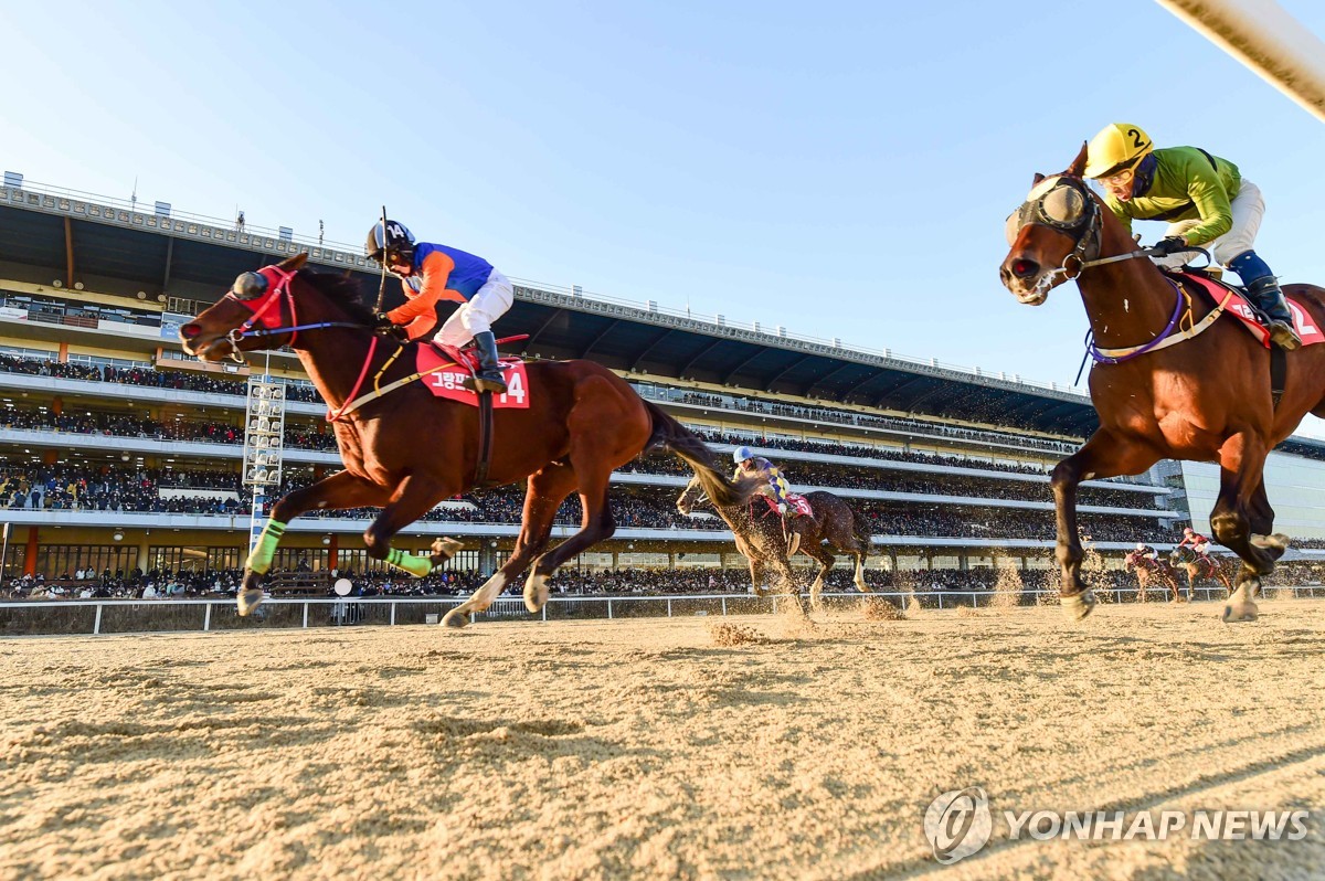 농식품부·마사회, 동물보호단체와 '말 복지증진' 협의체 구성