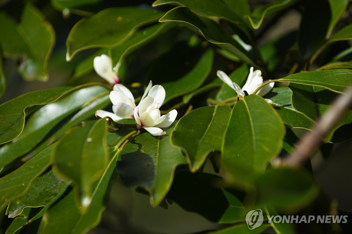 [픽! 제주] 희귀식물 자생 초령목 만개…봄소식 알려