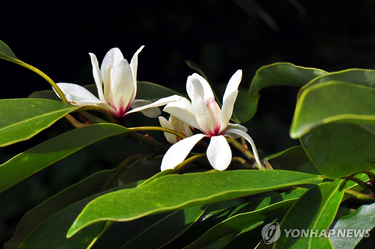 [픽! 제주] 희귀식물 자생 초령목 만개…봄소식 알려