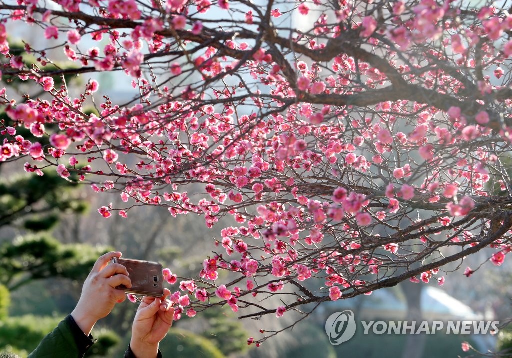 [부산 한 컷] 유엔 참전용사에게 봄소식 전한 홍매화