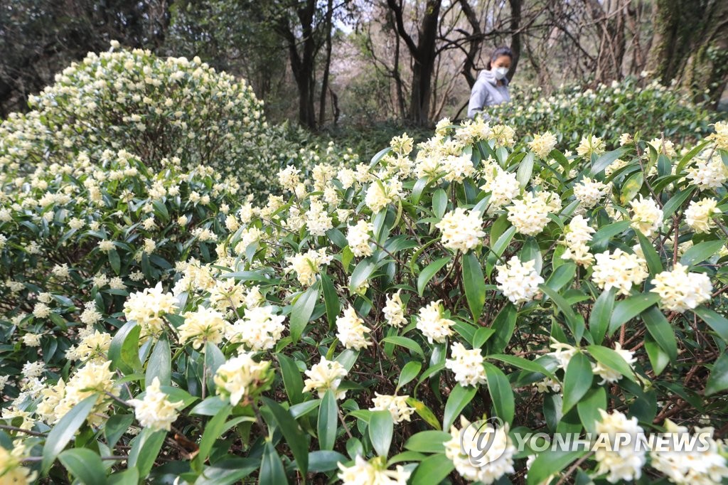 "공감대 형성부터" 제주 곶자왈 보전 조례 개정 '부결'(종합)