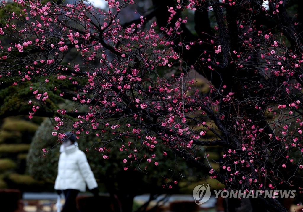 [부산 한 컷] 유엔 참전용사에게 봄소식 전한 홍매화