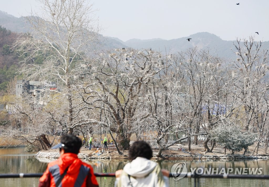 대구수성못 '민폐' 민물가마우지 개체수 뚝…독수리 모형 효과