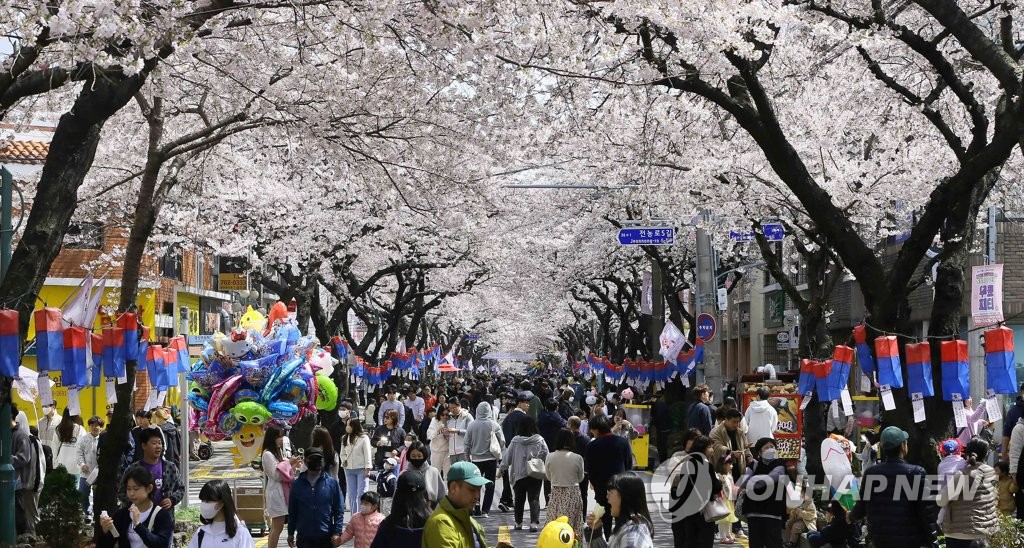 매화 일찍 만개한 제주…연분홍 벚꽃 물결은 언제쯤