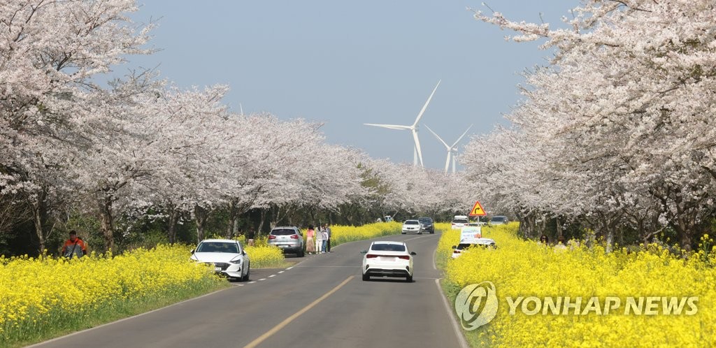 매화 일찍 만개한 제주…연분홍 벚꽃 물결은 언제쯤