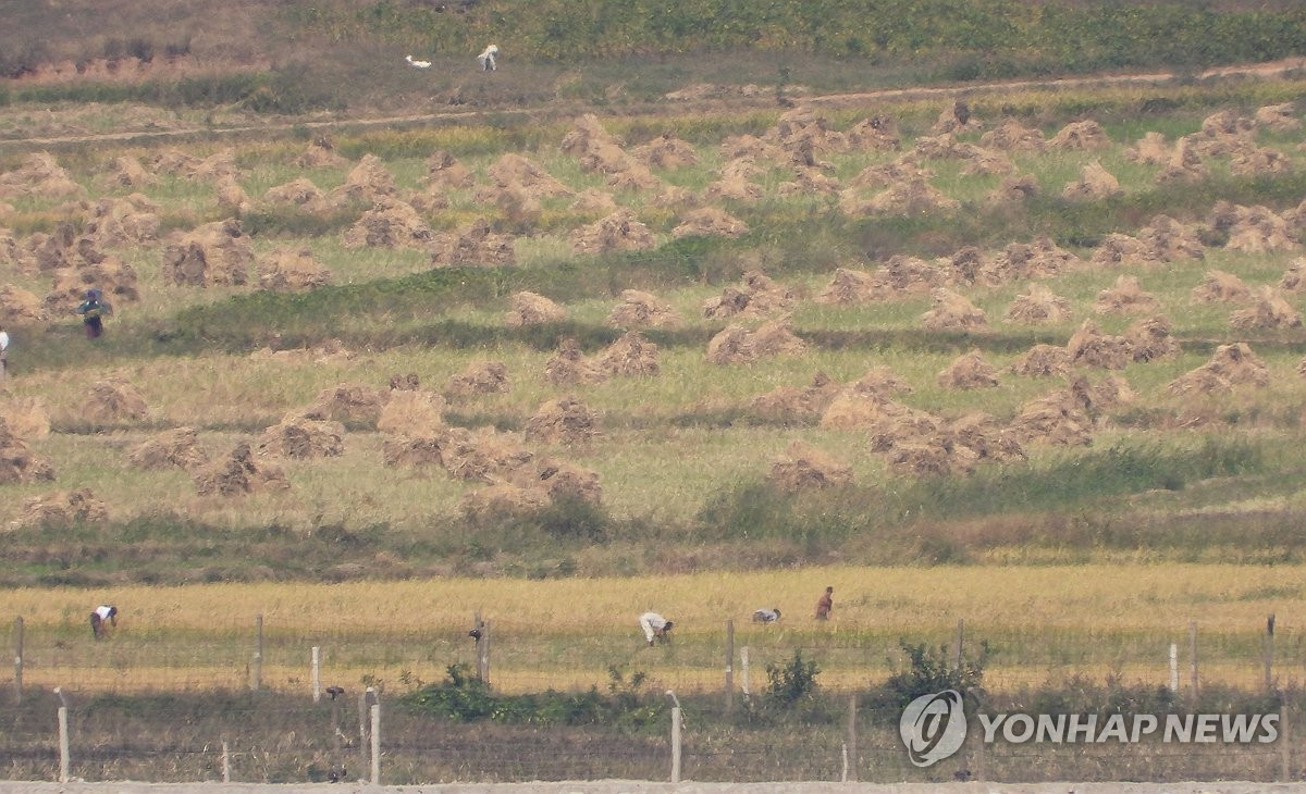 작년 북한 벼 재배면적 1.1% 감소…남한의 75% 수준