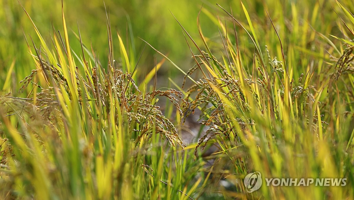 서산시 올해 벼 재배면적 450㏊ 줄인다