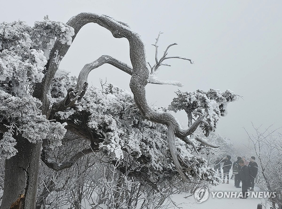 강원 산지·동해안 강하고 많은 눈…미시령 15.2㎝