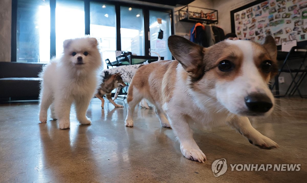 민주 "동물복지기본법 제정…'강아지·고양이 공장' 금지"