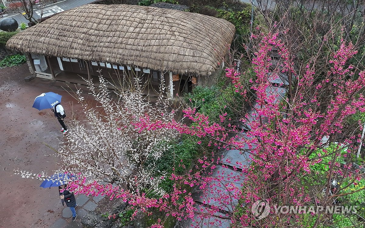 제주 흐리고 비…예상 강수량 30∼80㎜