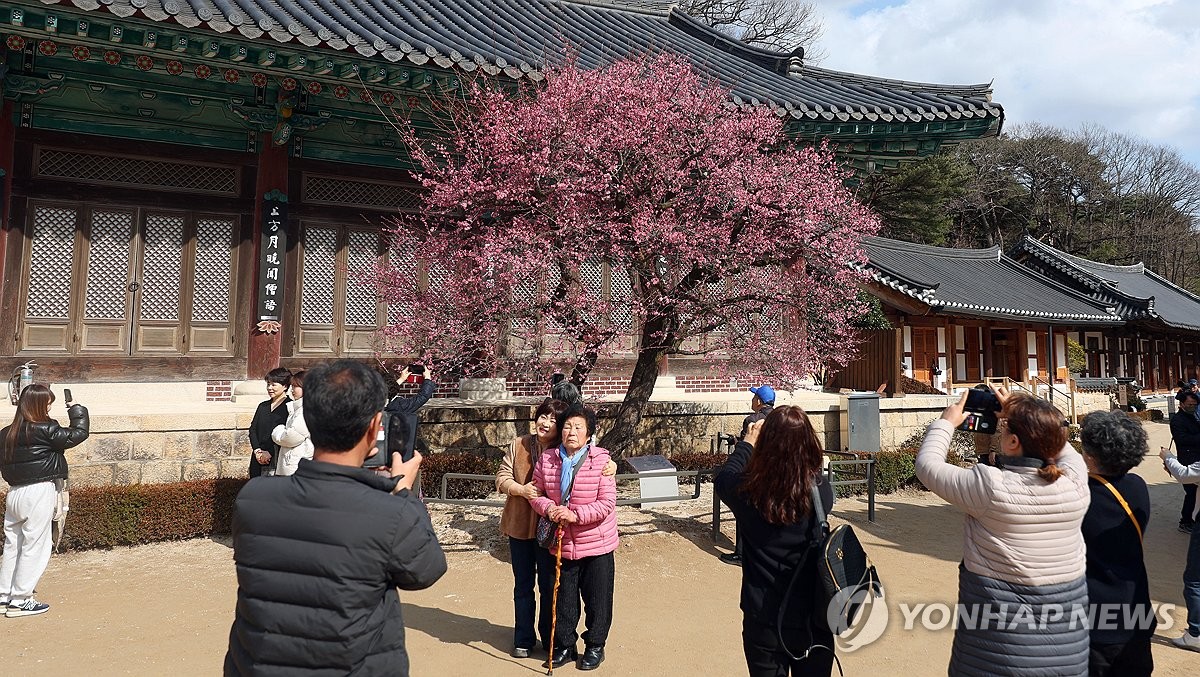 "봄이 왔어요"…양산 통도사에 봄의 전령 '자장매' 활짝