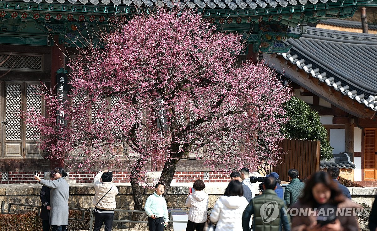 "봄이 왔어요"…양산 통도사에 봄의 전령 '자장매' 활짝