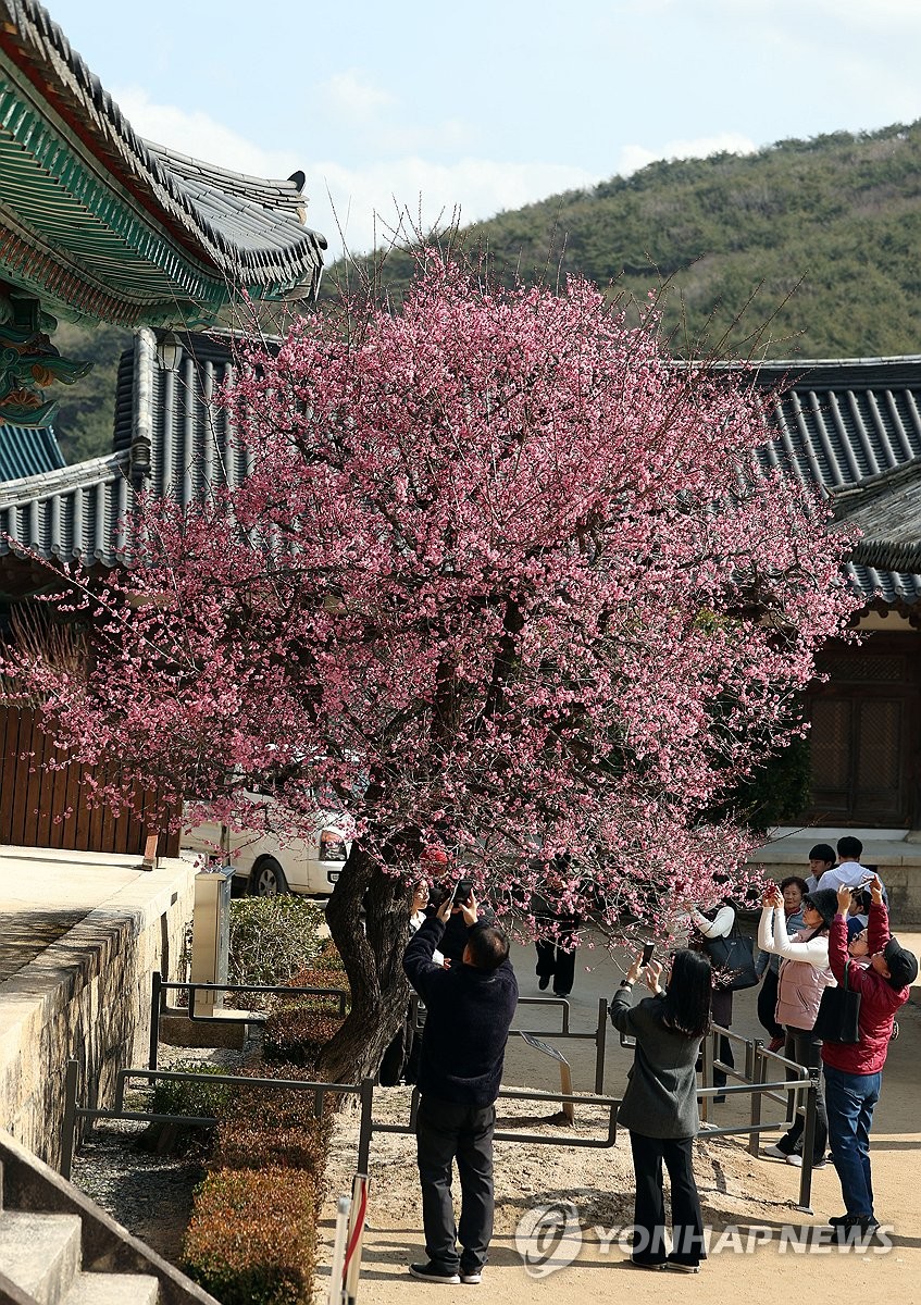 "봄이 왔어요"…양산 통도사에 봄의 전령 '자장매' 활짝