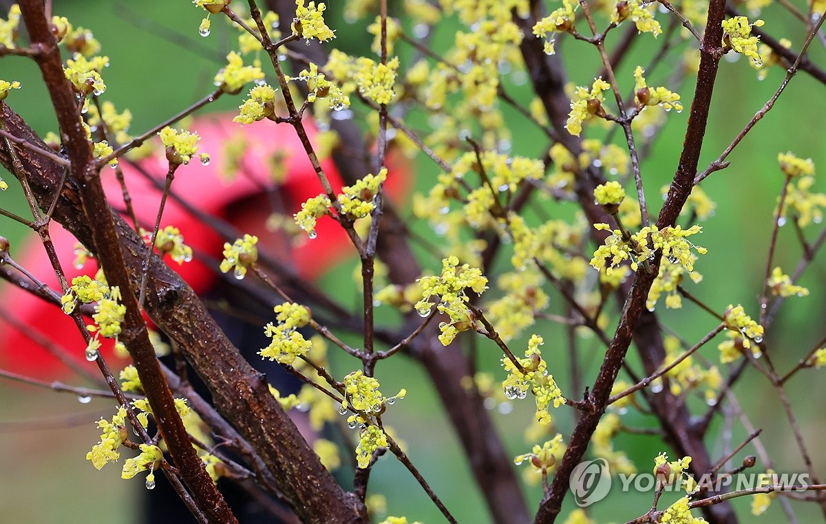 제주 흐리고 가끔 비…예상 강수량 5∼10㎝