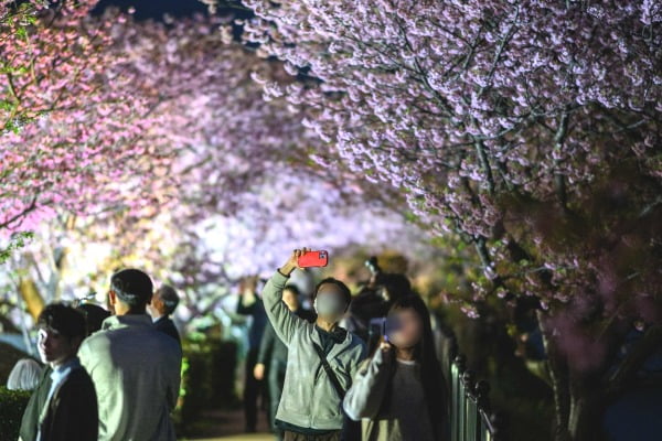 일본 시즈오카현 가와즈를 찾은 사람들이 만개한 벚꽃을 카메라에 담고 있다. 가와즈 벚꽃은 일본 동부에서 가장 이른 시기에 개화한다. /사진=연합뉴스