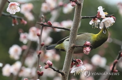 제주 흐리고 비 또는 눈…10∼40㎜ 내릴 듯