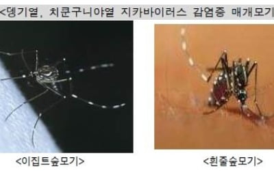 해외여행 늘자 작년 모기매개 감염병 2배로 늘어