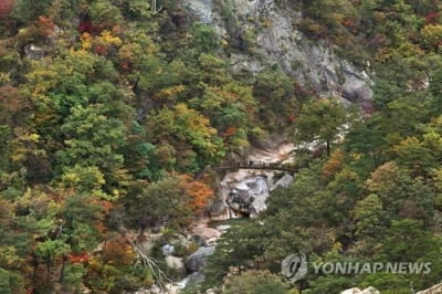 설악산 등 7개 국립공원, '연 7만2천명' 탄소배출량 흡수한다