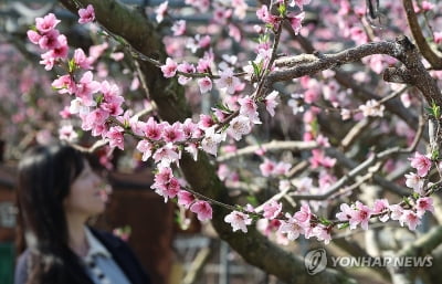 대구·경북 낮 최고기온 18~19도…포근한 2월