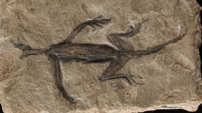[사이테크+] "알프스서 발견된 最古 파충류 화석, 일부 위조 드러나"