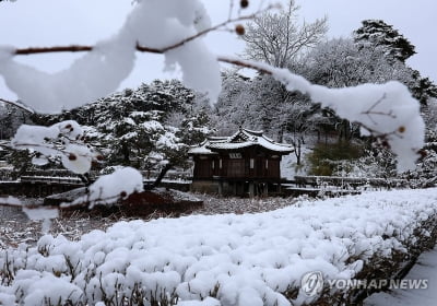 "동해안은 온통 눈꽃 세상"…은빛 설경 볼 마지막 기회