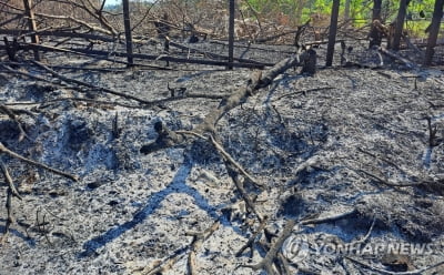 불타는 브라질 아마존…2월 화재 3천건 육박 "월간 최다"