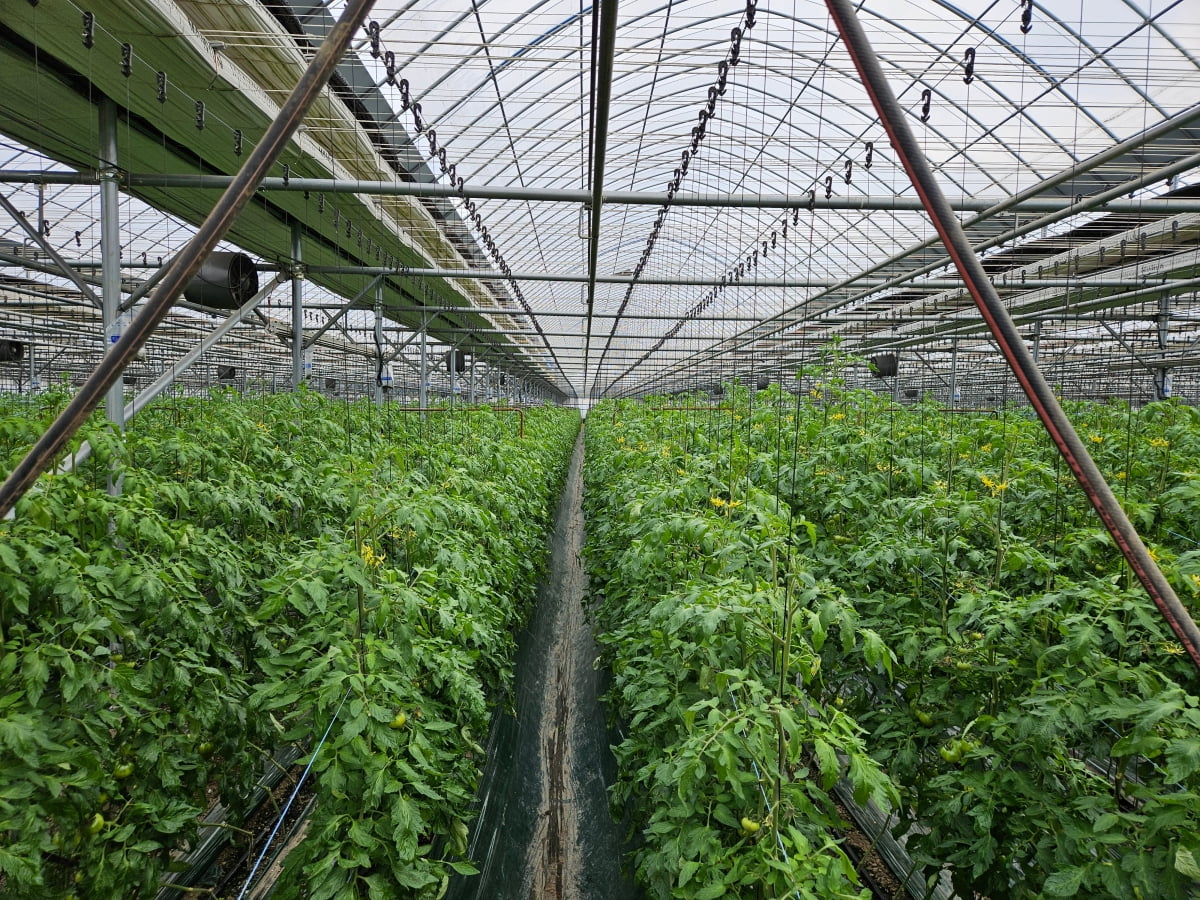 부산 강서구 대저동의 토마토 농가