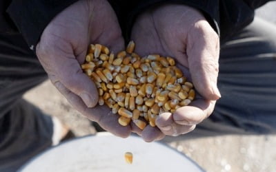 "옥수수·밀·대두 공급 과잉"…가격 하락 베팅 20년 만 최대 [원자재 포커스]