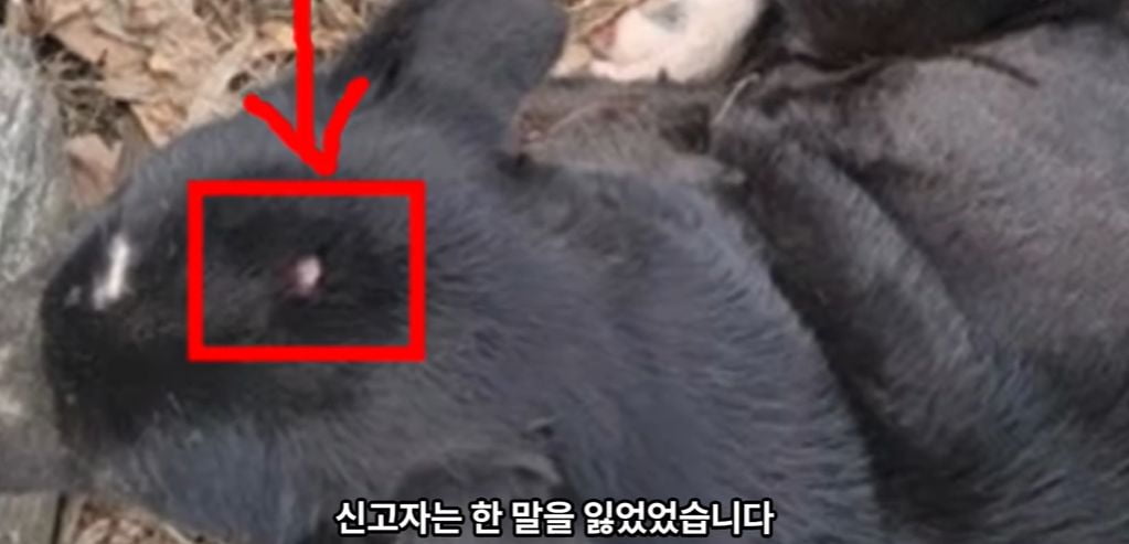 구조된 강아지 밍키의 머리에 날카로운 물체에 다친 흔적이 있다. / 사진=유튜브 채널 ‘그남자의 멍한여행’
