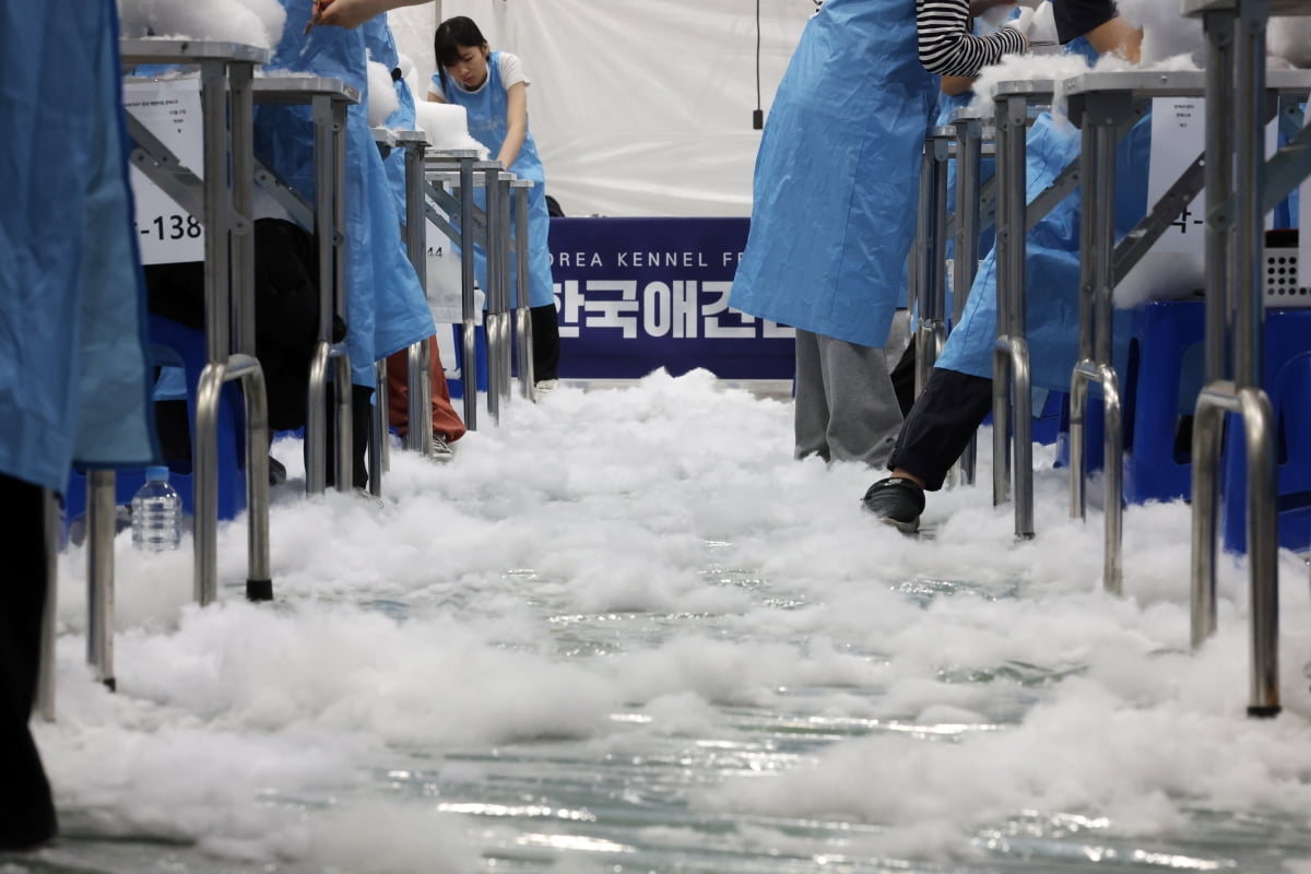 "예쁘게 해주세요~" 애견미용 콘테스트 [중림동 사진]