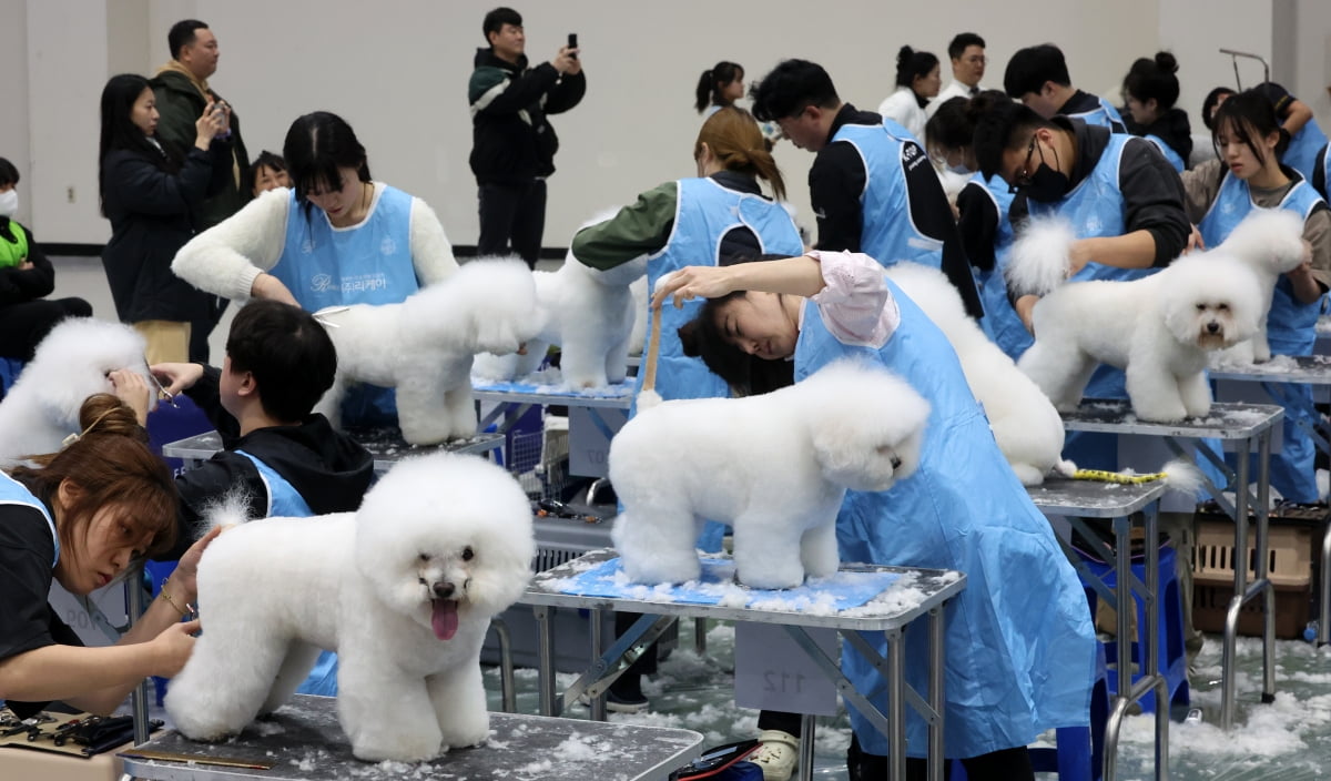 "예쁘게 해주세요~" 애견미용 콘테스트 [중림동 사진]