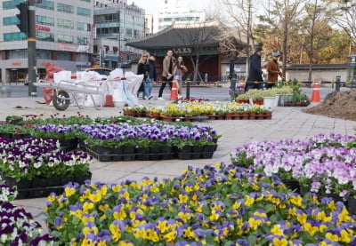 [포토] 봄꽃 준비중 