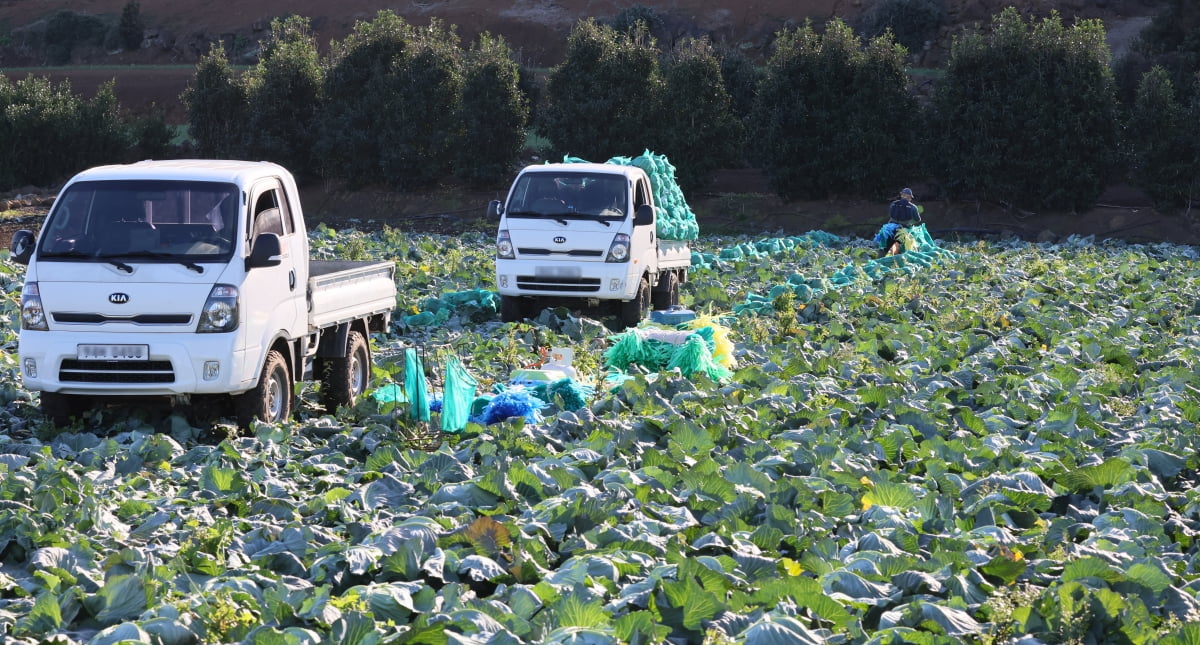 지난 1월 제주 서귀포의 한 밭에서 농민들이 양배추를 수확하는 모습. 연합뉴스